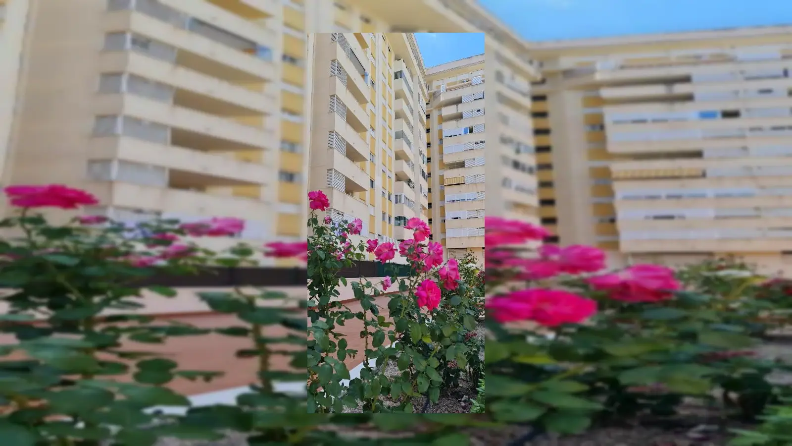 Jardin