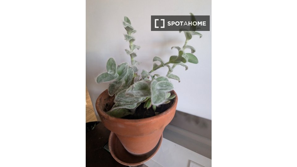 Double room Lisbon, 2 beds, 75m² — photo 9